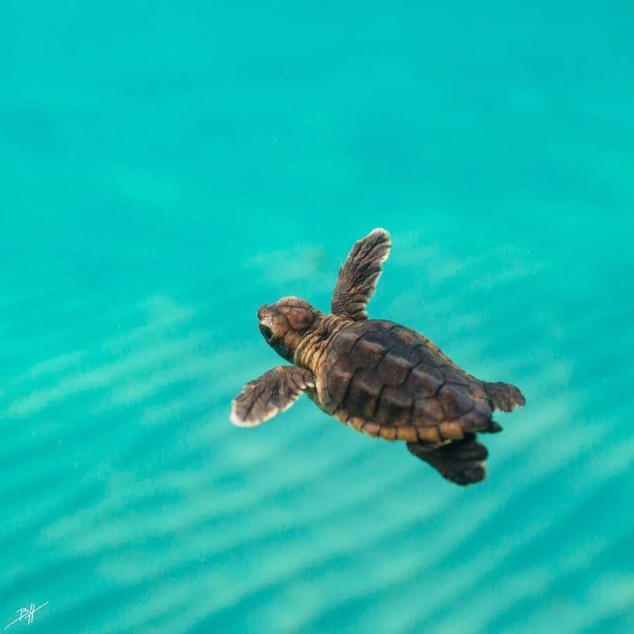 acenetworksllc | Visiting Jurabi Turtle Centre: Conservation in Action