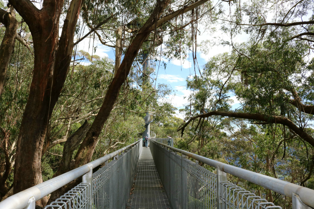 acenetworksllc | Treetop Walk at Illawarra Fly: An adventure on the Treetop Walk at Illawarra Fly.